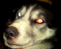 Boris 